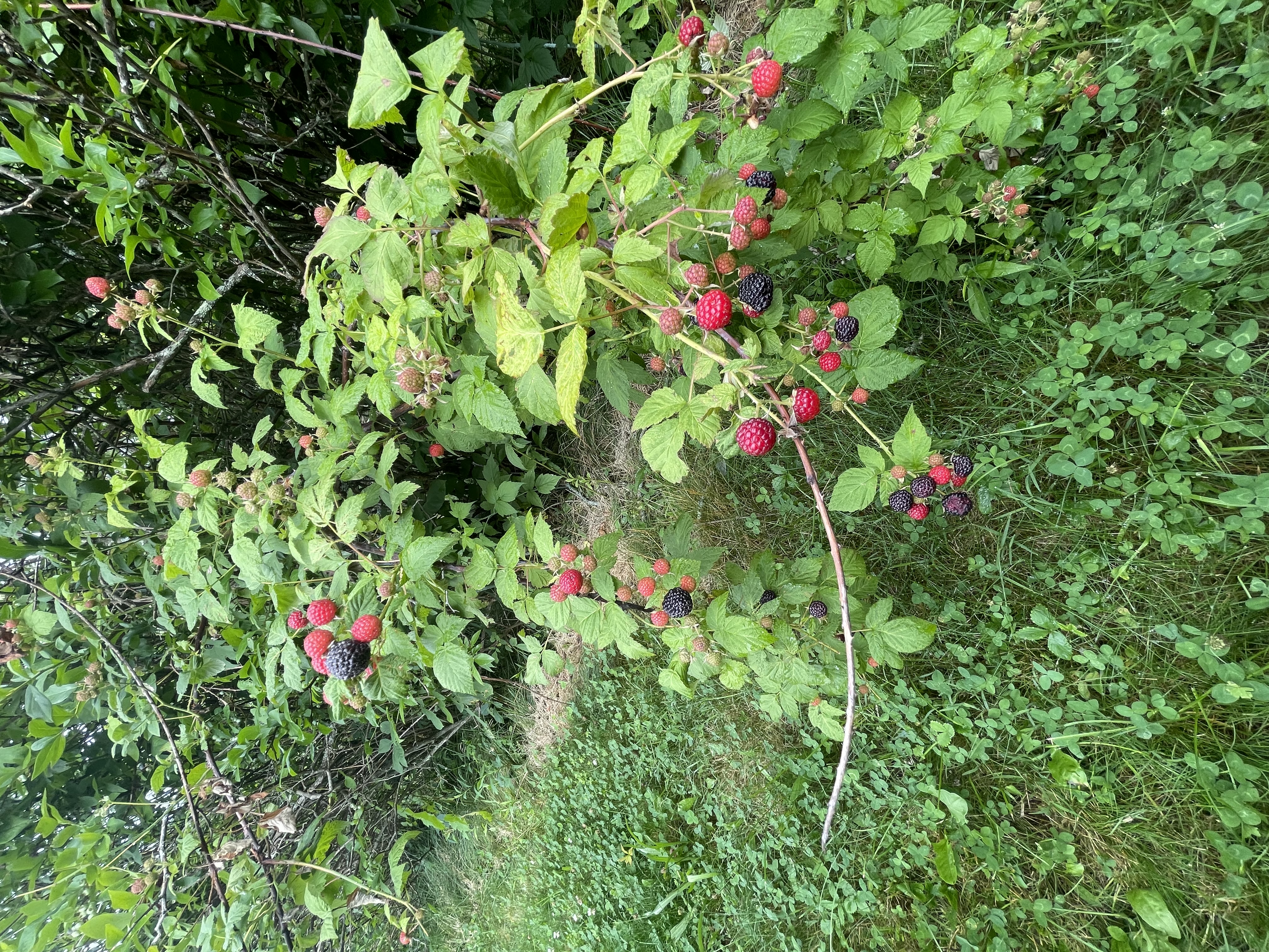 blackberries