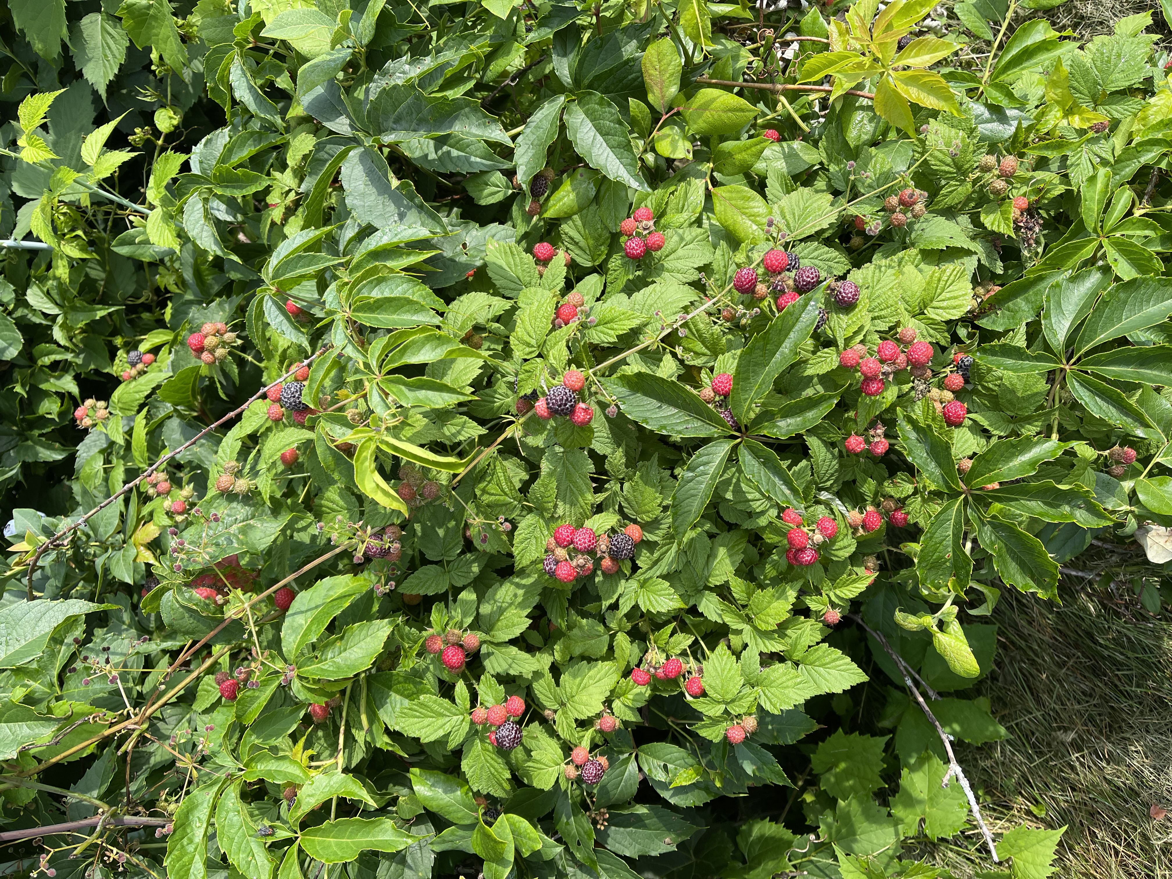 blackberries