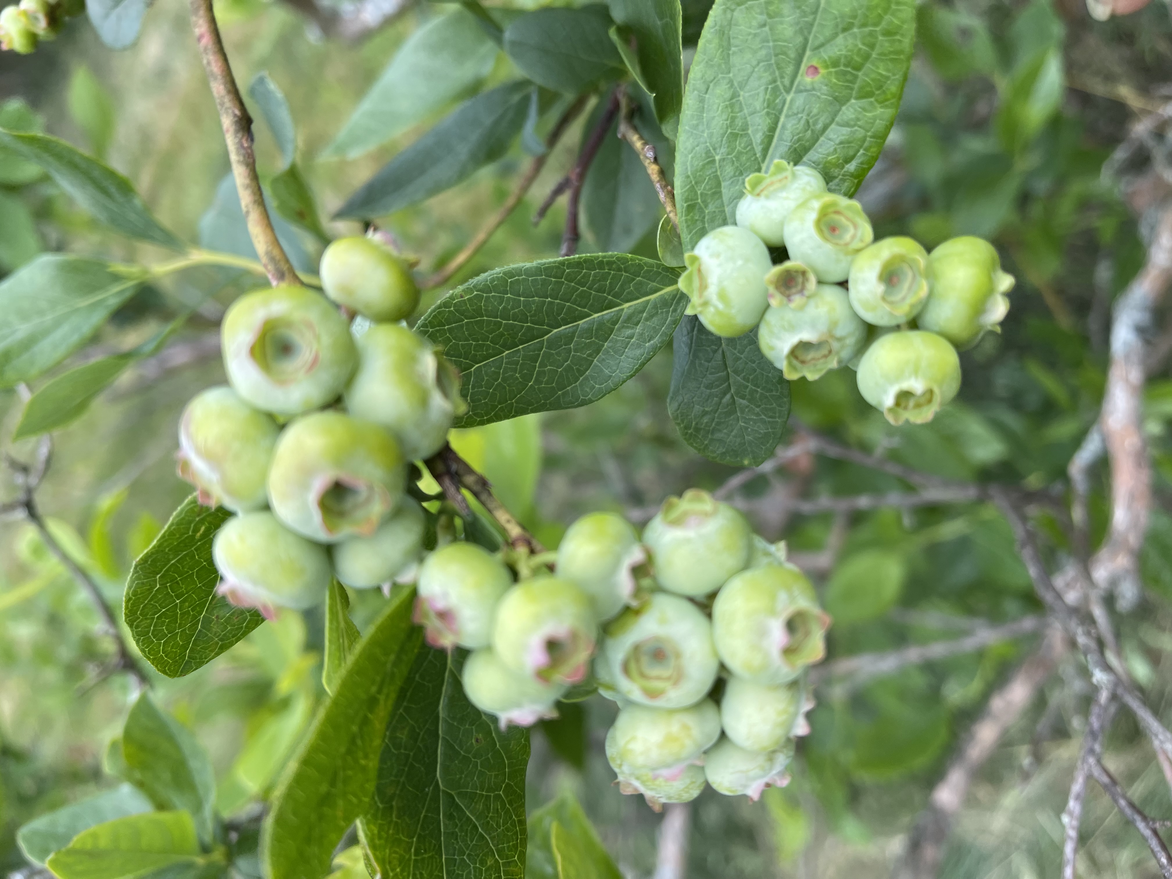 Cluster