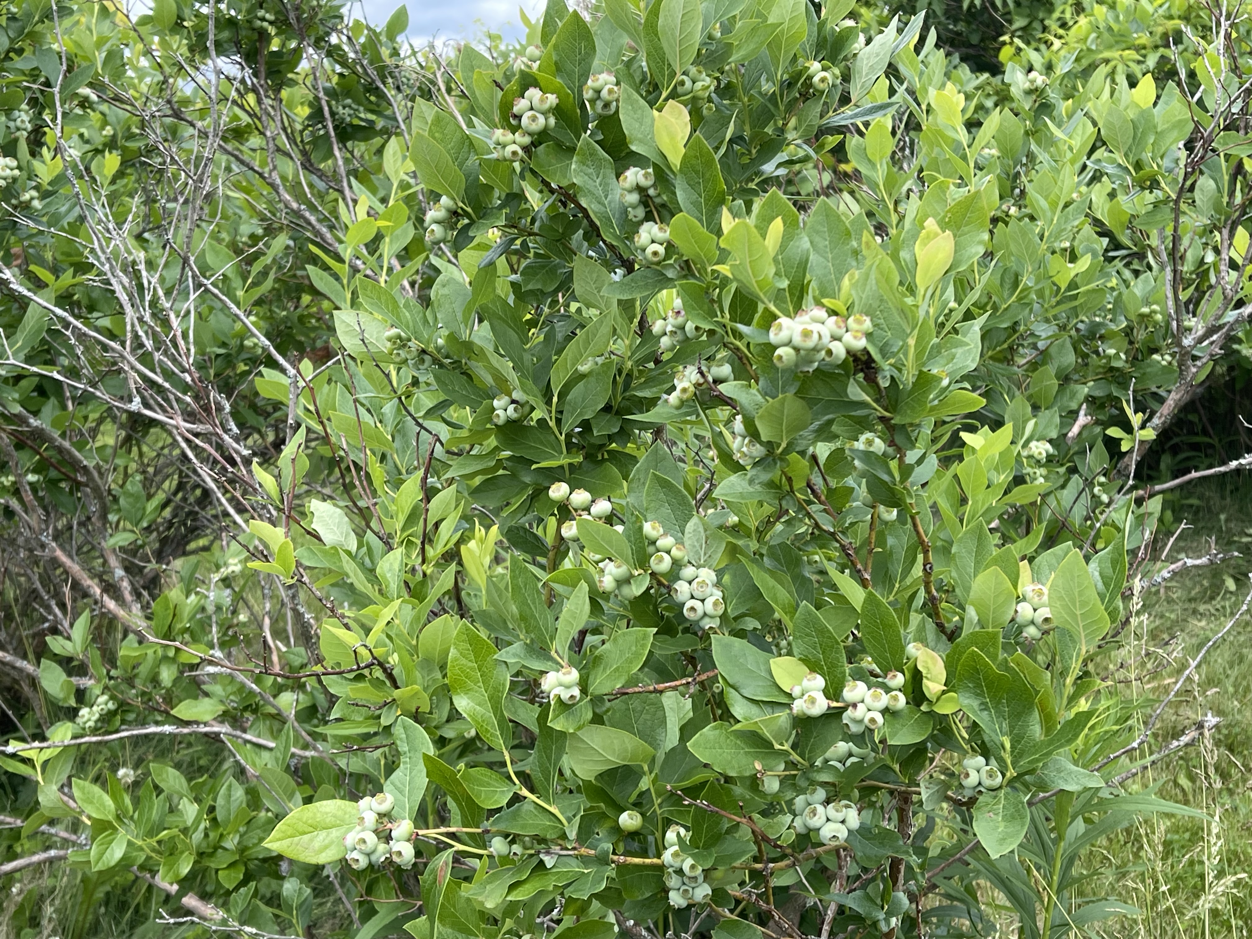 Early Side