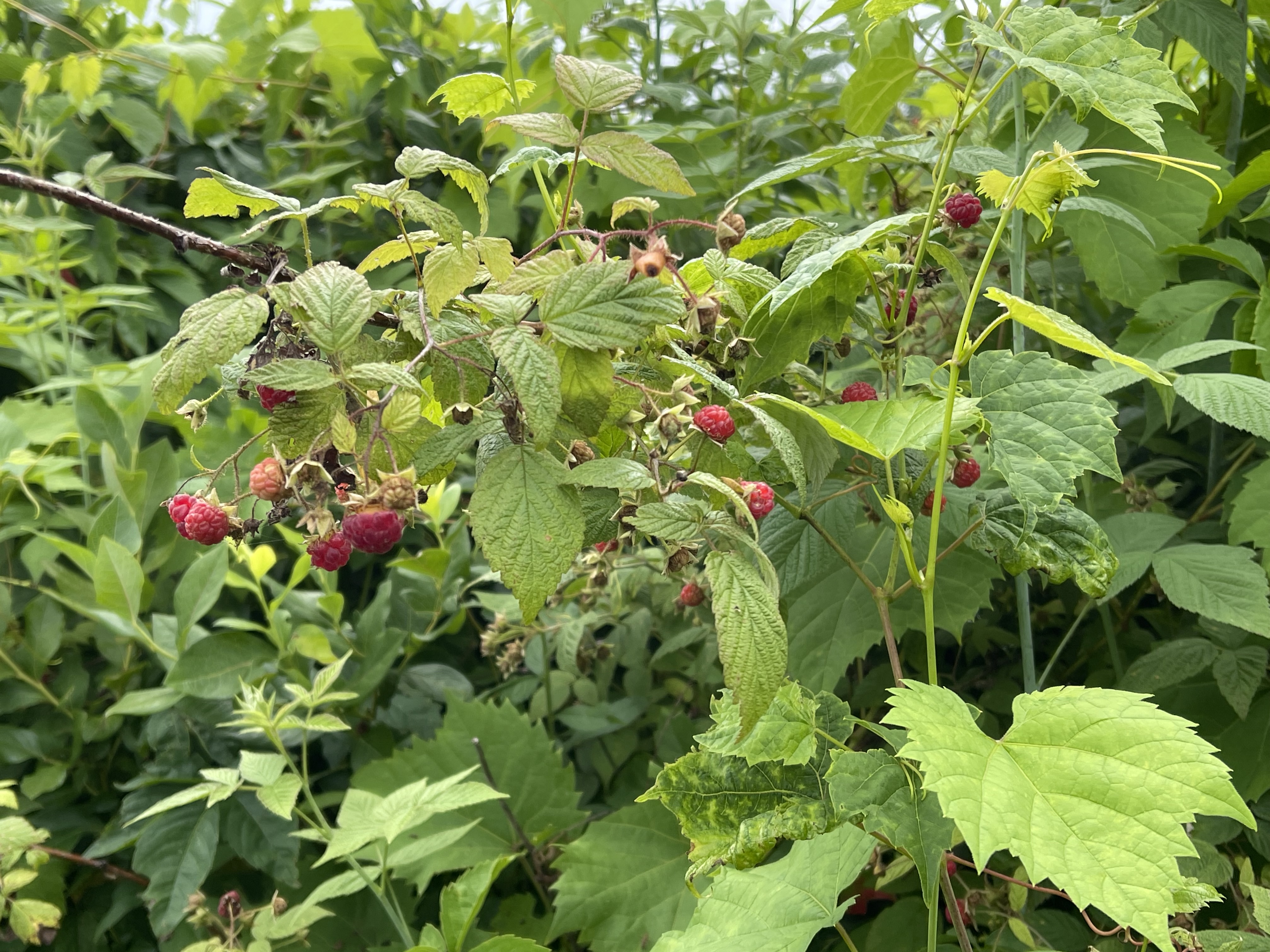 raspberries